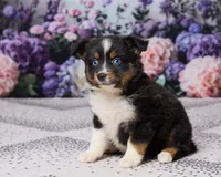 Kelly, a female Miniature Australian Shepherd for sale in Millersburg, OH – 3 of 5
