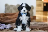 Liam , a male Miniature Bernedoodle for sale in Millersburg, OH – Photo 2 of 6