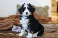 Liam , a male Miniature Bernedoodle for sale in Millersburg, OH – Photo 1 of 6