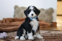 Liam , a male Miniature Bernedoodle for sale in Millersburg, OH – Photo 3 of 6
