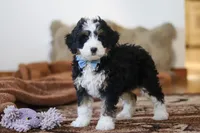 Liam , a male Miniature Bernedoodle for sale in Millersburg, OH – Photo 4 of 6