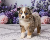 Ronnie, a male Miniature Australian Shepherd for sale in Millersburg, OH – 3 of 5