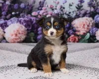 Kendra, a female Miniature Australian Shepherd for sale in Millersburg, OH – 3 of 4