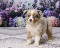 Kim, a female Miniature Australian Shepherd for sale in Millersburg, OH – 2 of 5