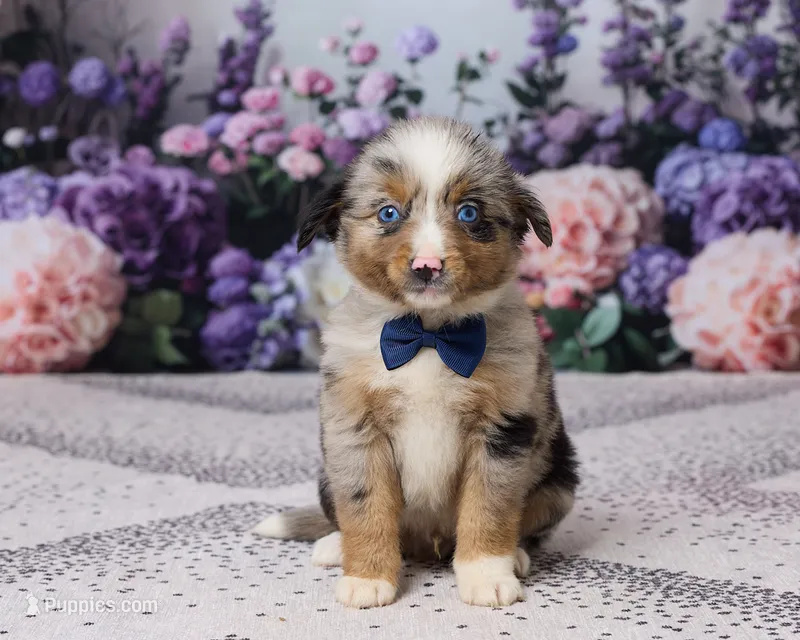 Rex – Miniature Australian Shepherd puppy for sale in Millersburg, OH