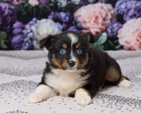 Kelly, a female Miniature Australian Shepherd for sale in Millersburg, OH – 4 of 5