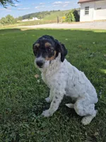 Everly , a female Miniature Bernedoodle for sale in Millersburg, OH – 2 of 3