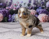 Rex, a male Miniature Australian Shepherd for sale in Millersburg, OH – 4 of 4
