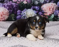 Kelly, a female Miniature Australian Shepherd for sale in Millersburg, OH – 5 of 5