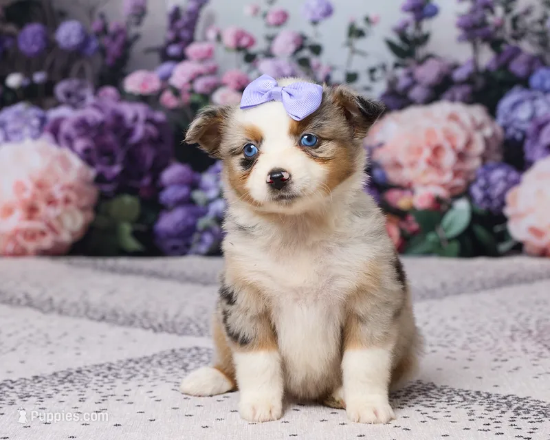Molly – Miniature Australian Shepherd puppy for sale in Millersburg, OH