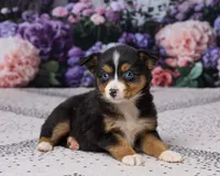 Kendra, a female Miniature Australian Shepherd for sale in Millersburg, OH – 2 of 4
