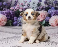 Molly, a female Miniature Australian Shepherd for sale in Millersburg, OH – 2 of 5