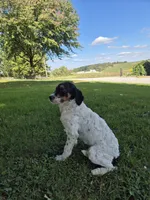 Everly , a female Miniature Bernedoodle for sale in Millersburg, OH – 3 of 3