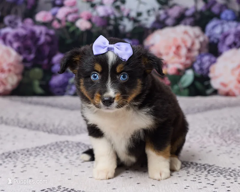 Kelly – Miniature Australian Shepherd puppy for sale in Millersburg, OH