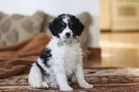 Jasper, a male Miniature Bernedoodle for sale in Millersburg, OH – Photo 4 of 6