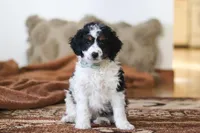 Jasper, a male Miniature Bernedoodle for sale in Millersburg, OH – Photo 3 of 6