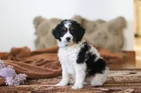 Jasper, a male Miniature Bernedoodle for sale in Millersburg, OH – Photo 2 of 6