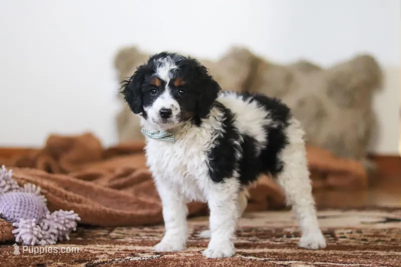 Jasper – Miniature Bernedoodle puppy for sale in Millersburg, OH