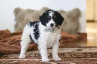 Jasper, a male Miniature Bernedoodle for sale in Millersburg, OH – Photo 5 of 6