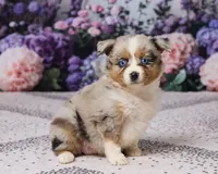 Kim, a female Miniature Australian Shepherd for sale in Millersburg, OH – 4 of 5