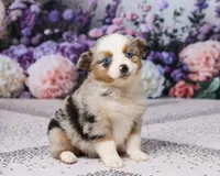 Molly, a female Miniature Australian Shepherd for sale in Millersburg, OH – 4 of 5