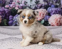 Kim, a female Miniature Australian Shepherd for sale in Millersburg, OH – 3 of 5