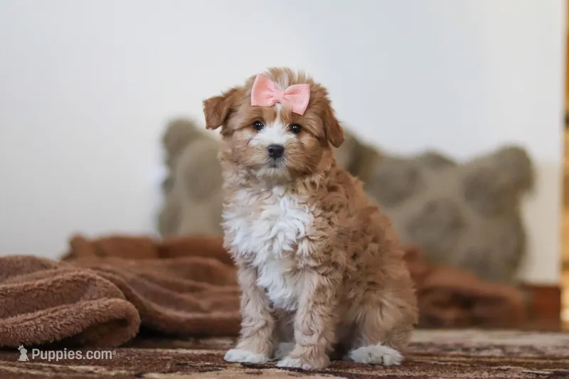 Daisy – Miniature Bernedoodle puppy for sale in Millersburg, OH