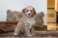 Daisy, a female Miniature Bernedoodle for sale in Millersburg, OH – Photo 4 of 7