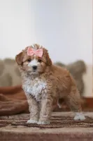 Daisy, a female Miniature Bernedoodle for sale in Millersburg, OH – Photo 2 of 7