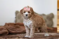 Daisy, a female Miniature Bernedoodle for sale in Millersburg, OH – Photo 6 of 7