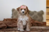 Daisy, a female Miniature Bernedoodle for sale in Millersburg, OH – Photo 3 of 7