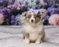 Kim, a female Miniature Australian Shepherd for sale in Millersburg, OH – 1 of 5