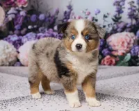 Ronnie, a male Miniature Australian Shepherd for sale in Millersburg, OH – 5 of 5