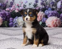 Kendra, a female Miniature Australian Shepherd for sale in Millersburg, OH – 4 of 4