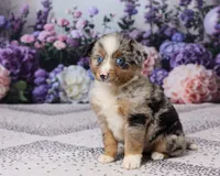 Rex, a male Miniature Australian Shepherd for sale in Millersburg, OH – 3 of 4