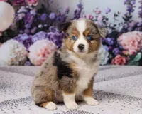 Ronnie, a male Miniature Australian Shepherd for sale in Millersburg, OH – 4 of 5