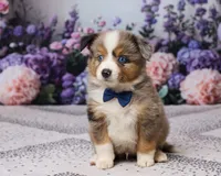 Ronnie, a male Miniature Australian Shepherd for sale in Millersburg, OH – 1 of 5