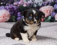 Kelly, a female Miniature Australian Shepherd for sale in Millersburg, OH – 2 of 5