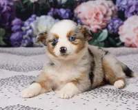 Molly, a female Miniature Australian Shepherd for sale in Millersburg, OH – 5 of 5