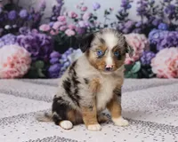 Rex, a male Miniature Australian Shepherd for sale in Millersburg, OH – 2 of 4