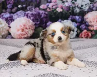 Molly, a female Miniature Australian Shepherd for sale in Millersburg, OH – 3 of 5