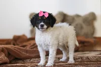 Everly, a female Miniature Bernedoodle for sale in Millersburg, OH – Photo 5 of 6