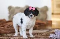 Everly, a female Miniature Bernedoodle for sale in Millersburg, OH – Photo 4 of 6