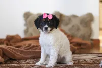 Everly, a female Miniature Bernedoodle for sale in Millersburg, OH – Photo 1 of 6