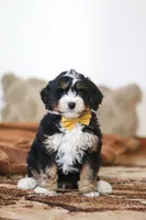 Bruce, a male Miniature Bernedoodle for sale in Millersburg, OH – Photo 6 of 6