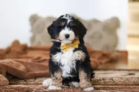 Bruce, a male Miniature Bernedoodle for sale in Millersburg, OH – Photo 2 of 6