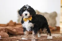 Bruce, a male Miniature Bernedoodle for sale in Millersburg, OH – Photo 5 of 6