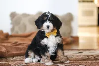 Bruce, a male Miniature Bernedoodle for sale in Millersburg, OH – Photo 3 of 6
