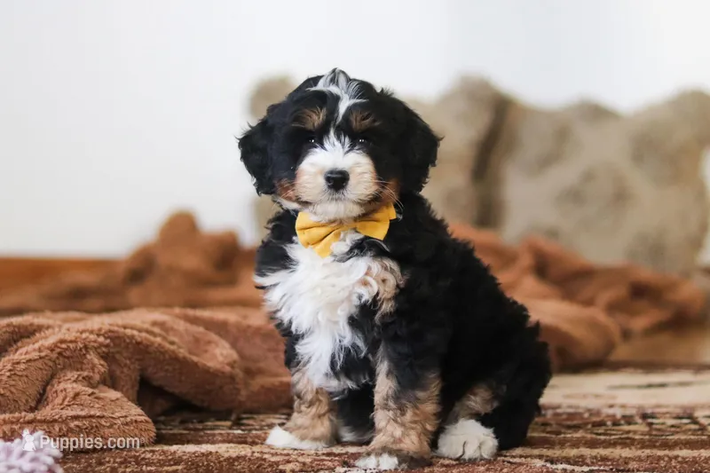Bruce – Miniature Bernedoodle puppy for sale in Millersburg, OH