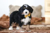 Bruce, a male Miniature Bernedoodle for sale in Millersburg, OH – Photo 4 of 6